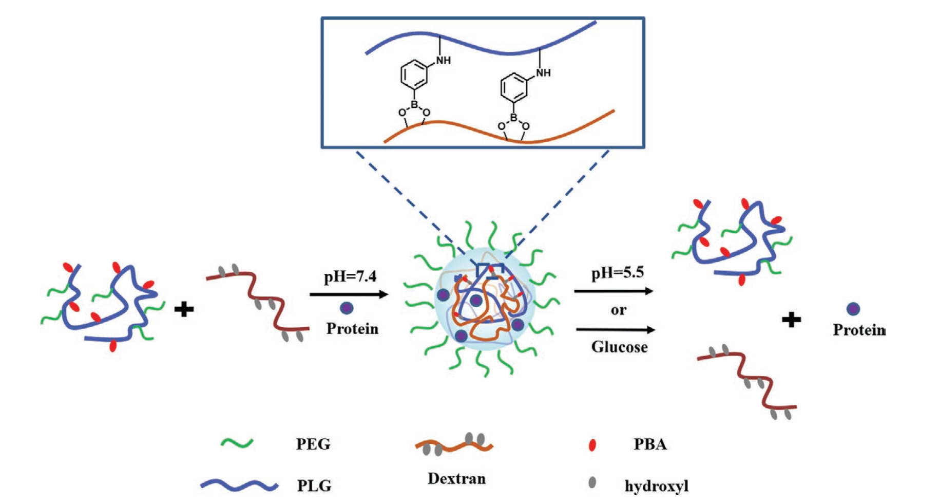 Glucose and pH Dual-Responsive Nanogels for Effcient Protein Delivery