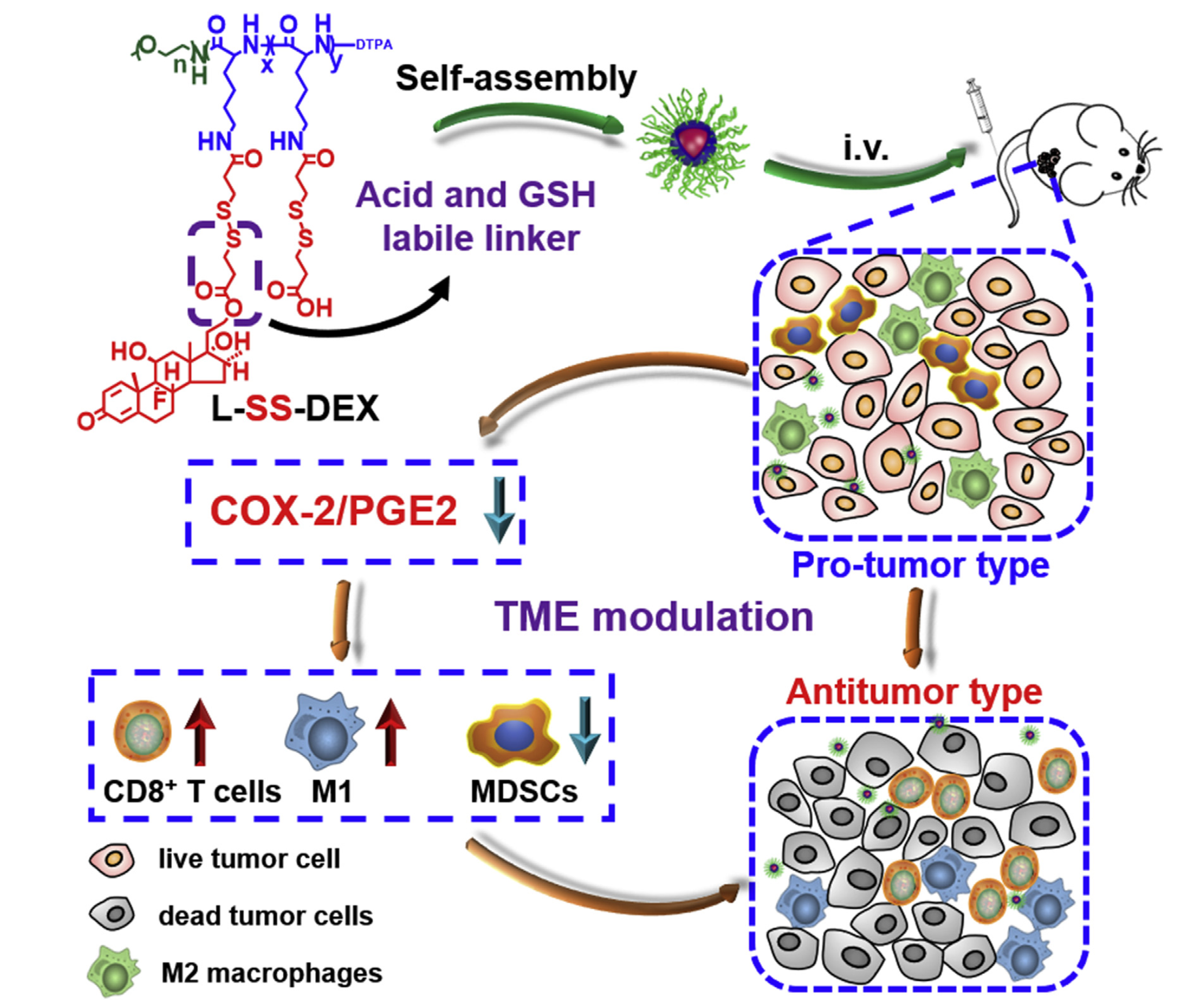 Neutralizing tumor-promoting inflammation with polypeptide-dexamethasone conjugate for microenvironment modulation and colorectal cancer therapy
