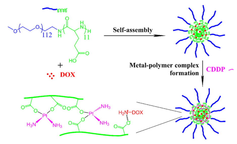 Cisplatin complexes stabilized poly(glutamic acid) for controlled delivery of doxorubicin