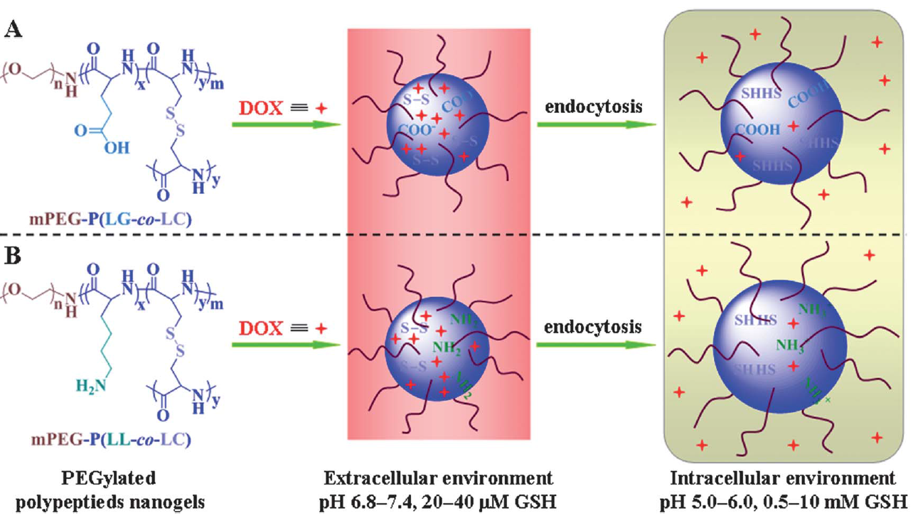 Intracellular Microenvironment Responsive Pegylated Polypeptide Nanogels with Ionizable Cores for Efficient Doxorubicin Loading and Triggered Release.
