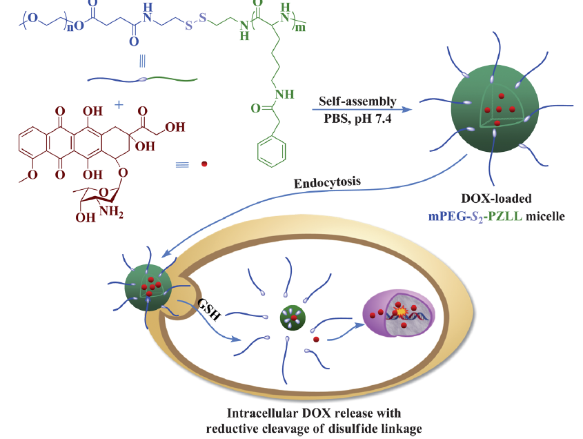 Biocompatible Reduction-Responsive Polypeptide Micelles as Nanocarriers for Enhanced Chemotherapy Efficacy in Vitro.