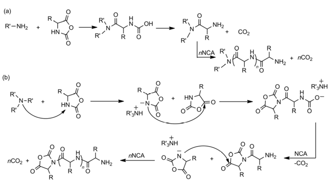 The Synthesis, Deprotection and Properties of Poly(Gamma-Benzyl-L-Glutamate).