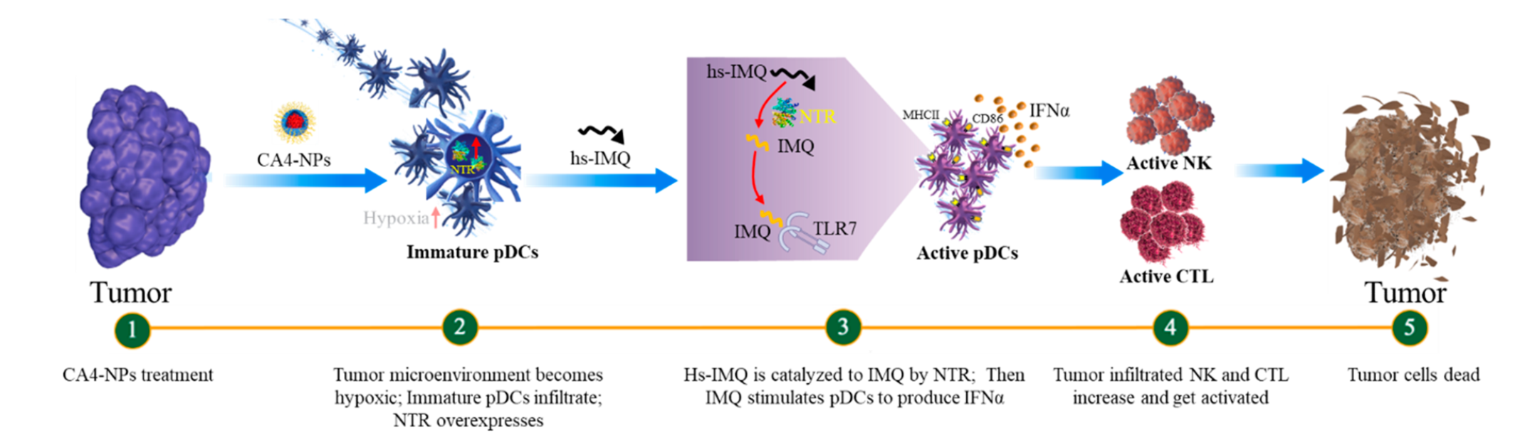 Combretastatin A4 Nanoparticles Combined with Hypoxia-Sensitive Imiquimod: A New Paradigm for the Modulation of Host Immunological Responses during Cancer Treatment