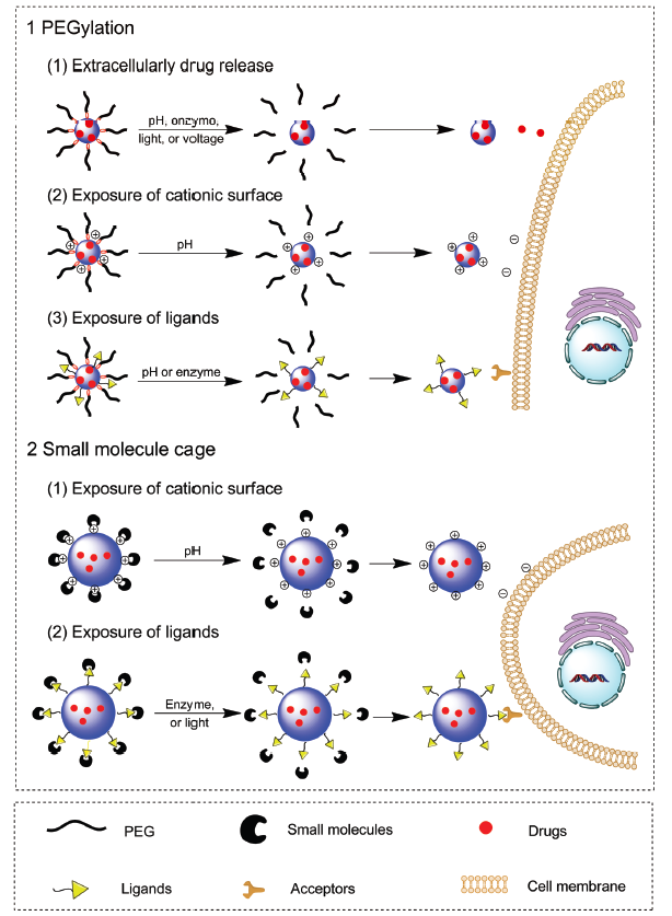 Emerging Antitumor Applications of Extracellularly Reengineered Polymeric Nanocarriers.