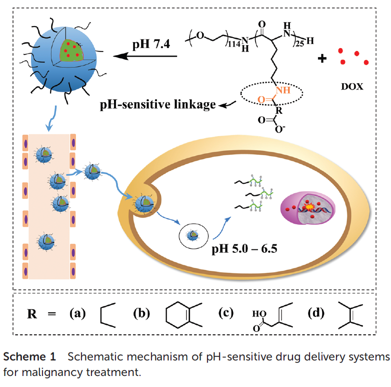 Polyion Complex Micelles with Gradient Ph-Sensitivity for Adjustable Intracellular Drug Delivery.