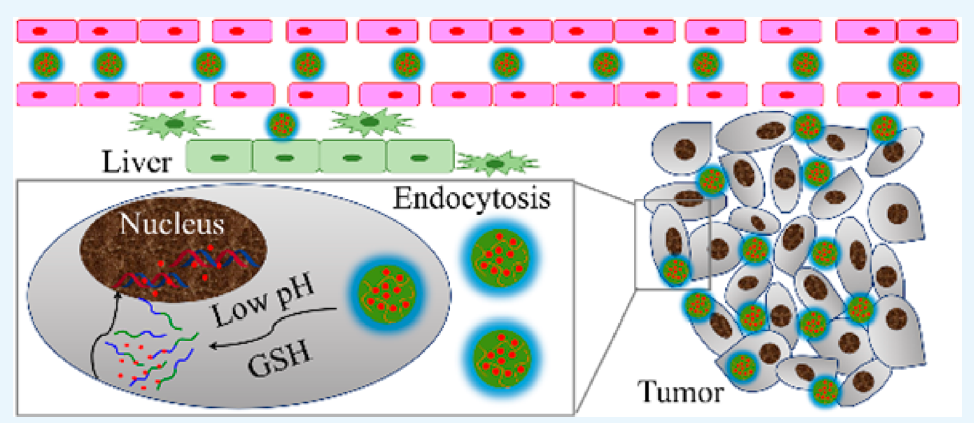 One-Step “Click Chemistry”-Synthesized Cross-Linked Prodrug Nanogel for Highly Selective Intracellular Drug Delivery and Upregulated Antitumor Efficacy.