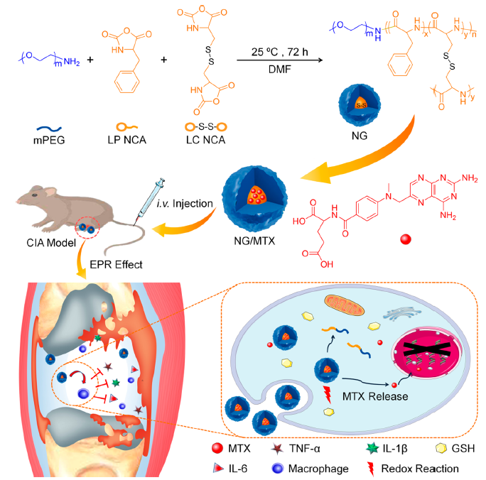 Reduction-Responsive Polypeptide Nanogel for Intracellular Drug Delivery in Relieving Collagen-Induced Arthritis.