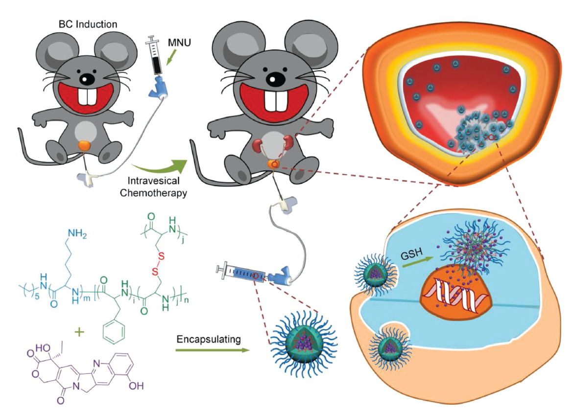 Mucoadhesive Cationic Polypeptide Nanogel with Enhanced Penetration for Efficient Intravesical Chemotherapy of Bladder Cancer.