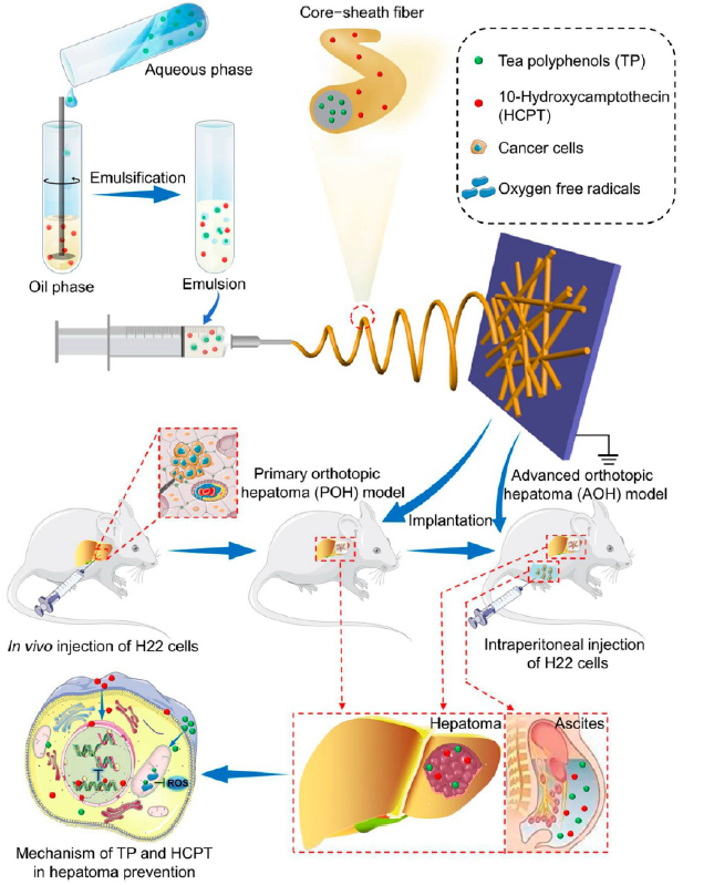 Locally Deployable Nanofiber Patch for Sequential Drug Delivery in Treatment of Primary and Advanced Orthotopic Hepatomas. Li, Jiannan; Weiguo Xu