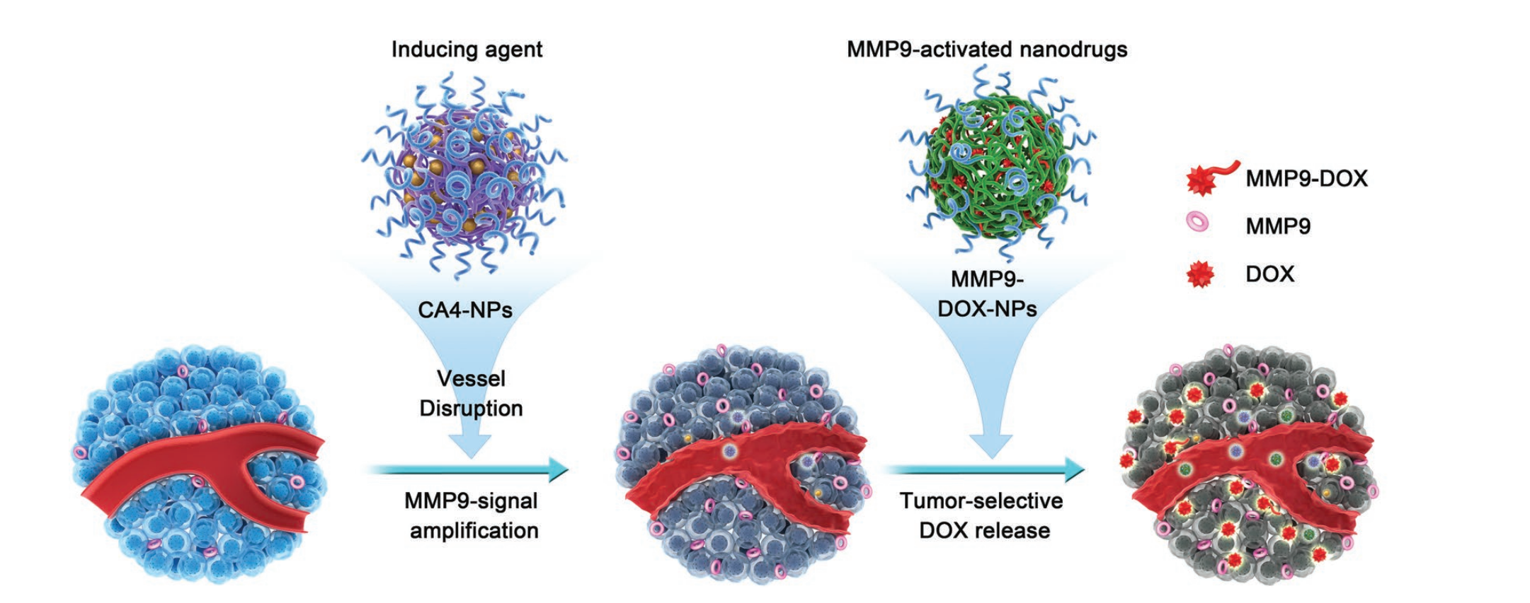 Combretastatin A4 Nanodrug-Induced MMP9 Amplifcation Boosts Tumor-Selective Release of Doxorubicin Prodrug