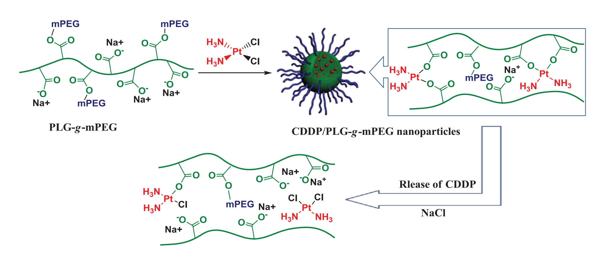 Cisplatin Loaded Poly(L-glutamic acid)-g-Methoxy Poly(ethylene glycol) Complex Nanoparticles for Potential Cancer Therapy: Preparation, In Vitro and In Vivo Evaluation