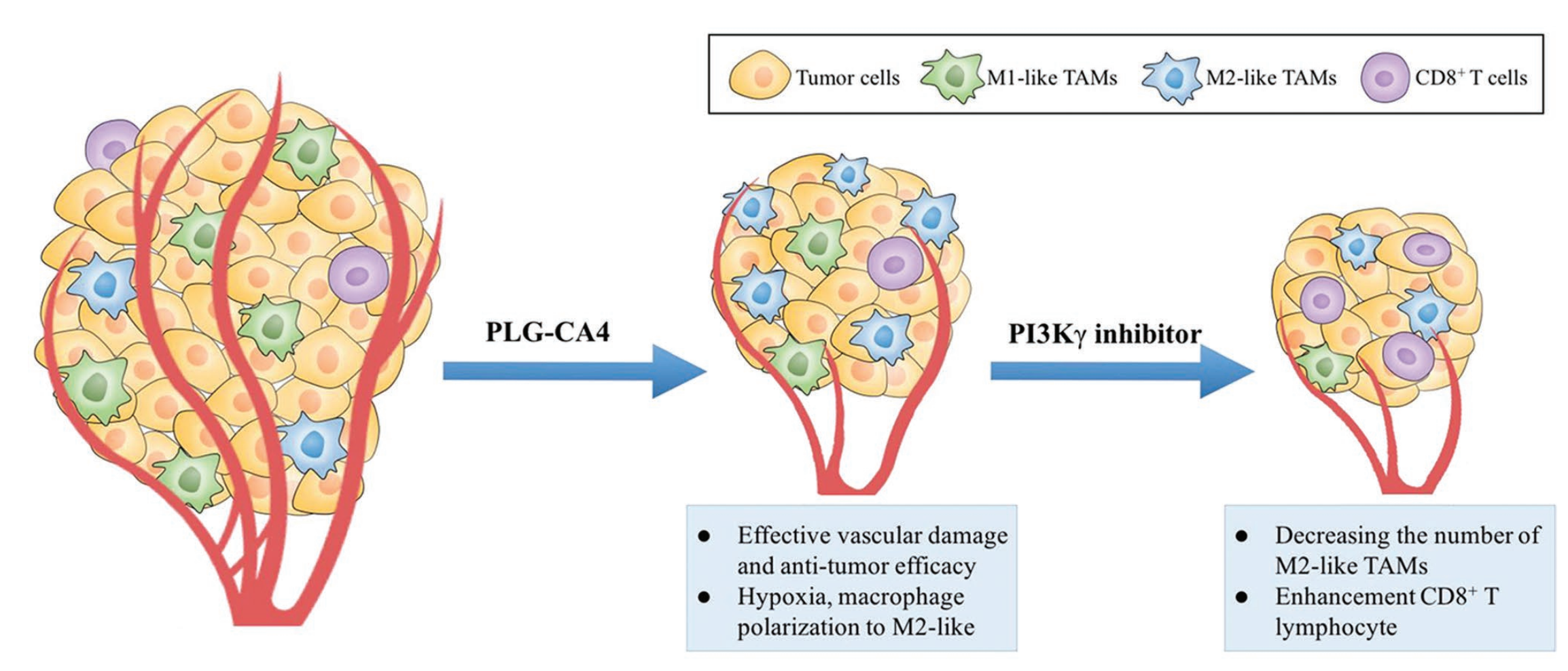 PI3Kgamma Inhibitor Attenuates Immunosuppressive Effect of Poly(l-Glutamic Acid)-Combretastatin A4 Conjugate in Metastatic Breast Cancer