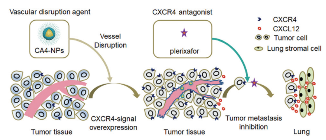 Combretastatin A4 nanodrug combined plerixafor for inhibiting tumor growth and metastasis simultaneously