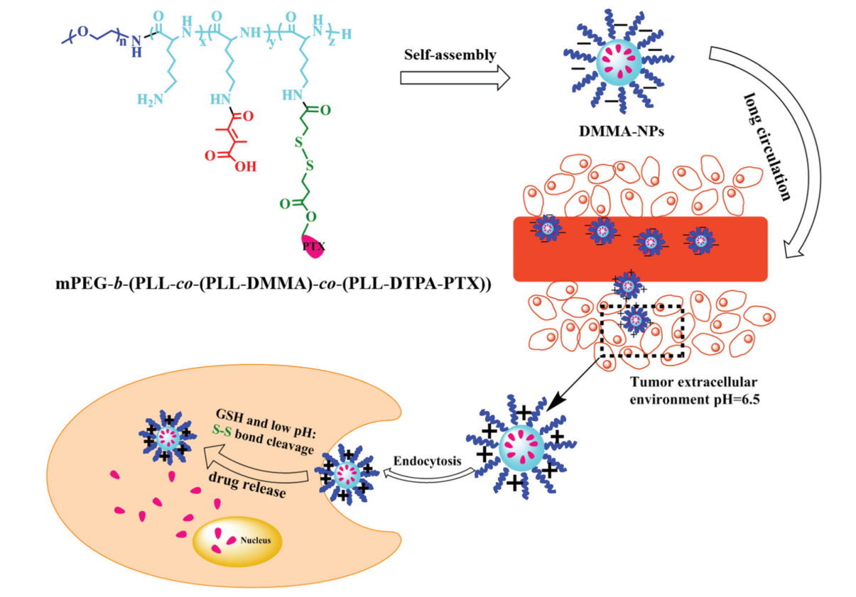 A charge-conversional intracellular-activated polymeric prodrug for tumor therapy