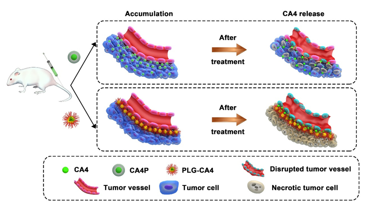 A poly(L-glutamic acid)-combretastatin A4 conjugate for solid tumor therapy: Markedly improved therapeutic efficiency through its low tissue penetration in solid tumor