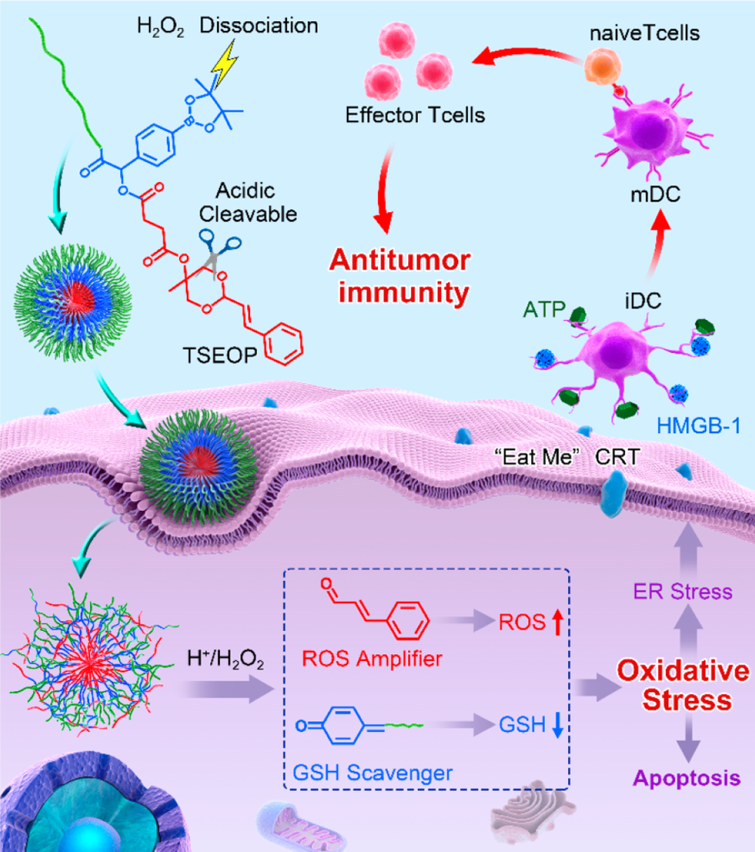 Rationally Designed Polymer Conjugate for Tumor-Specific Amplification of Oxidative Stress and Boosting Antitumor Immunity