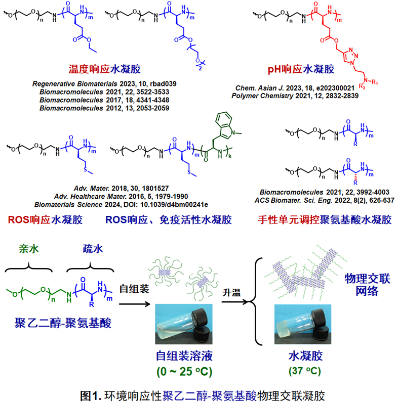 研究方向一：聚氨基酸水凝胶的设计制备